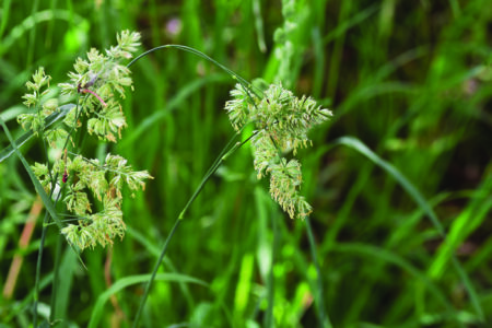 The cause of the hay fever / Orchardgrass